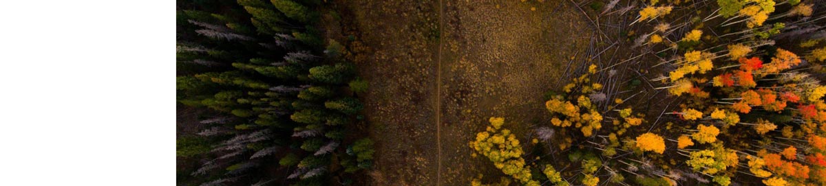 Top down view of trees