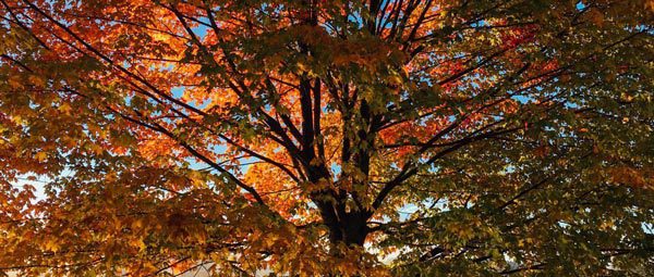 Trees